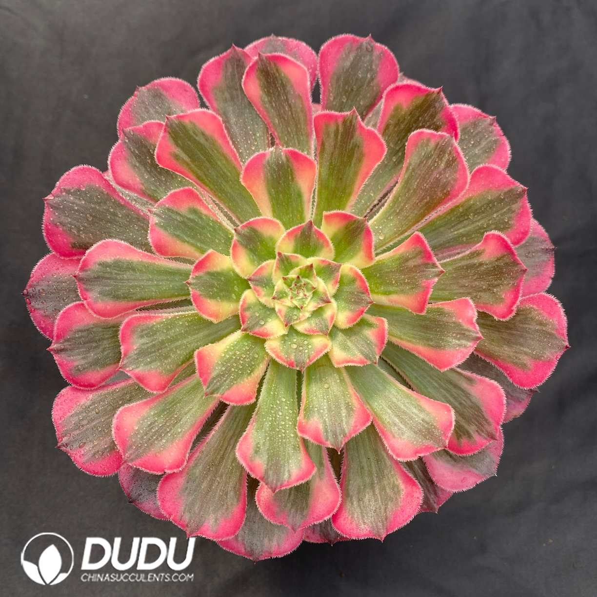 09347D120.jpg Aeonium Rainbow After The Rain - 画像 (1)