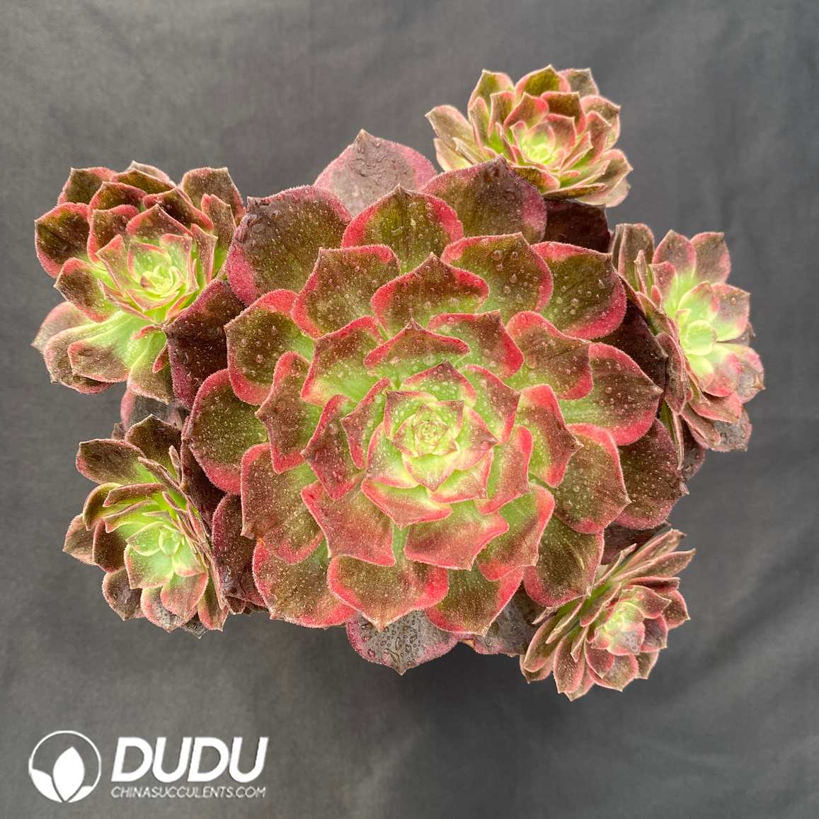 09353D120.jpg Aeonium Obsidian Variegated - 画像 (1)