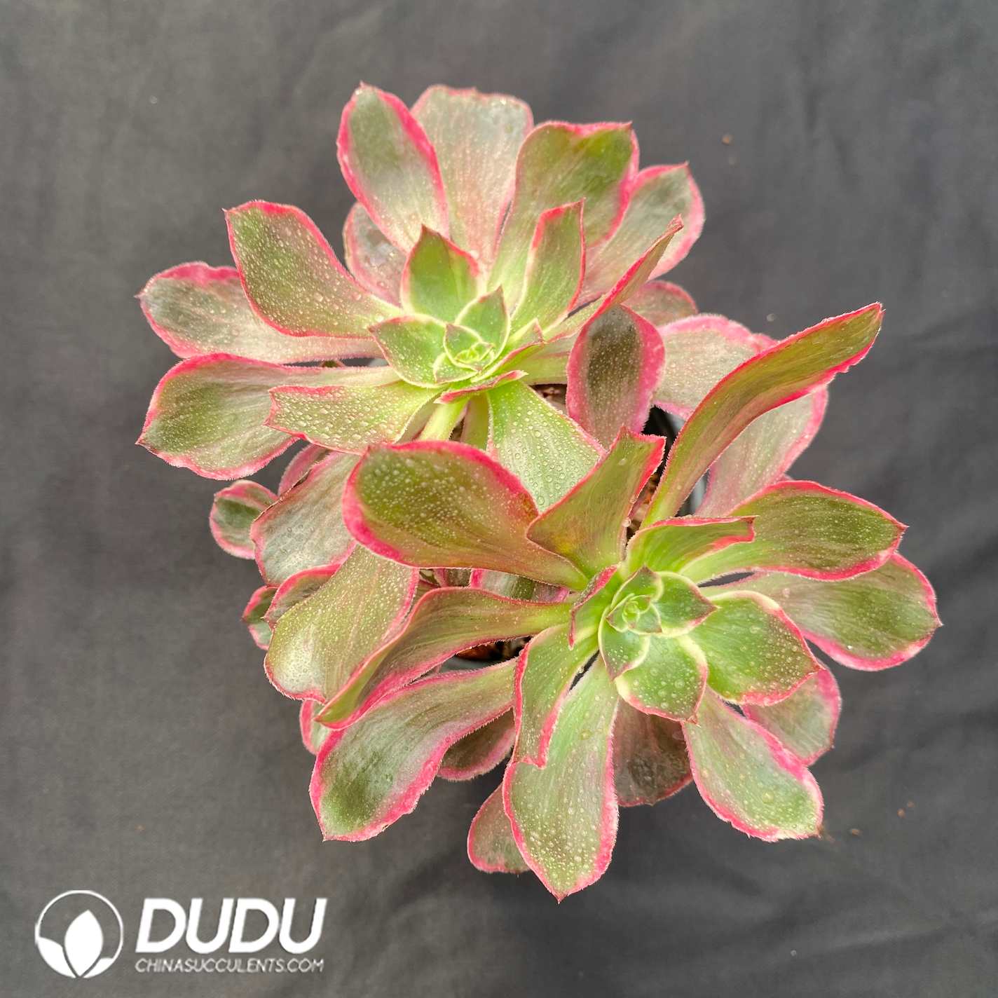 09359D120.jpg Aeonium Eye of Demon Variegated - 画像 (1)