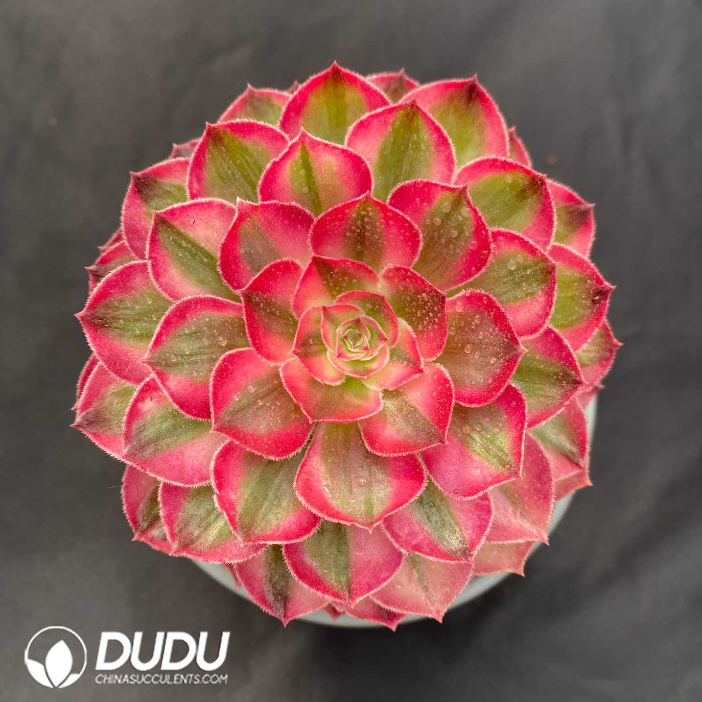 09365D120.jpg Aeonium Sakura - 画像 (1)