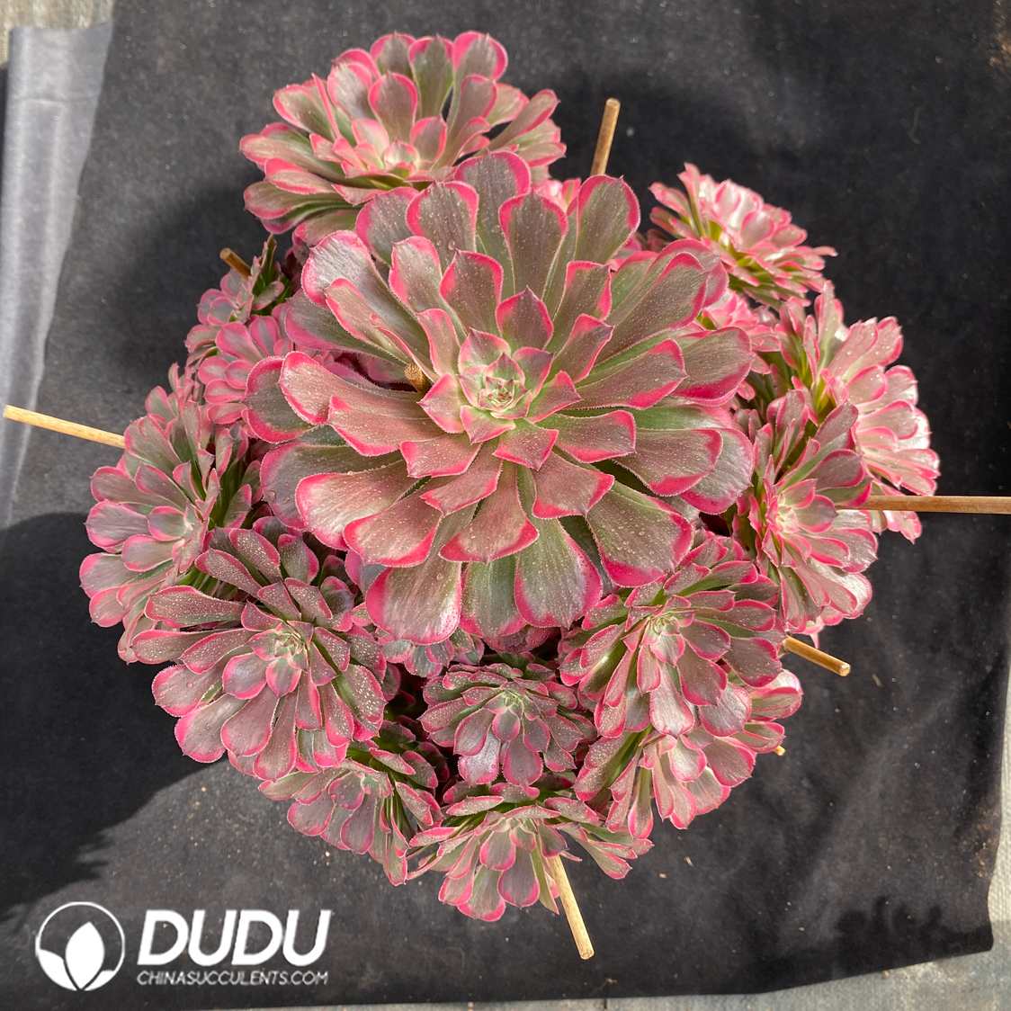 09374D250.jpg Aeonium JiYue Clustering - 画像 (1)