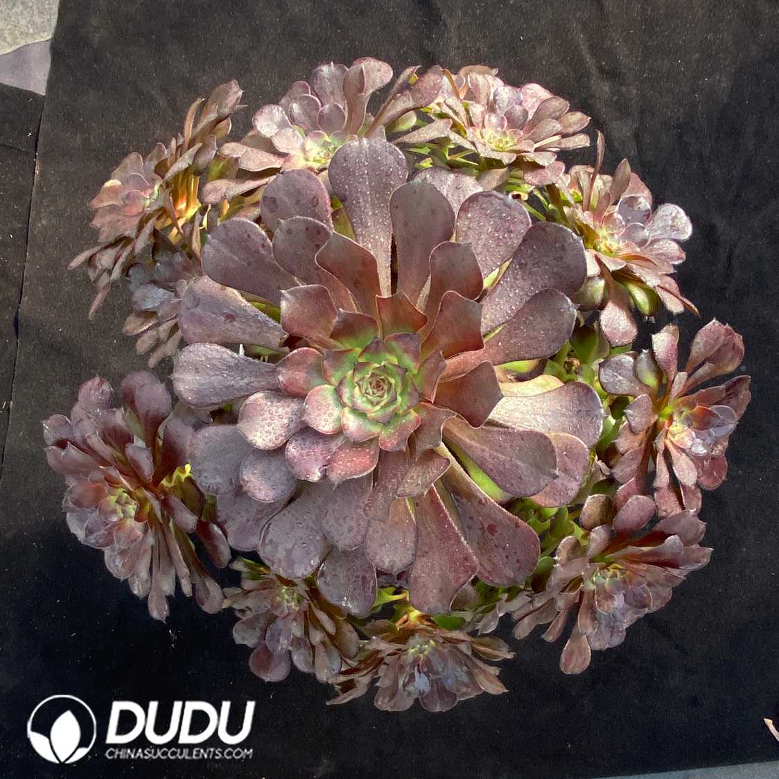 09375D280.jpg Aeonium Glowing Clouds Clustering - 画像 (1)