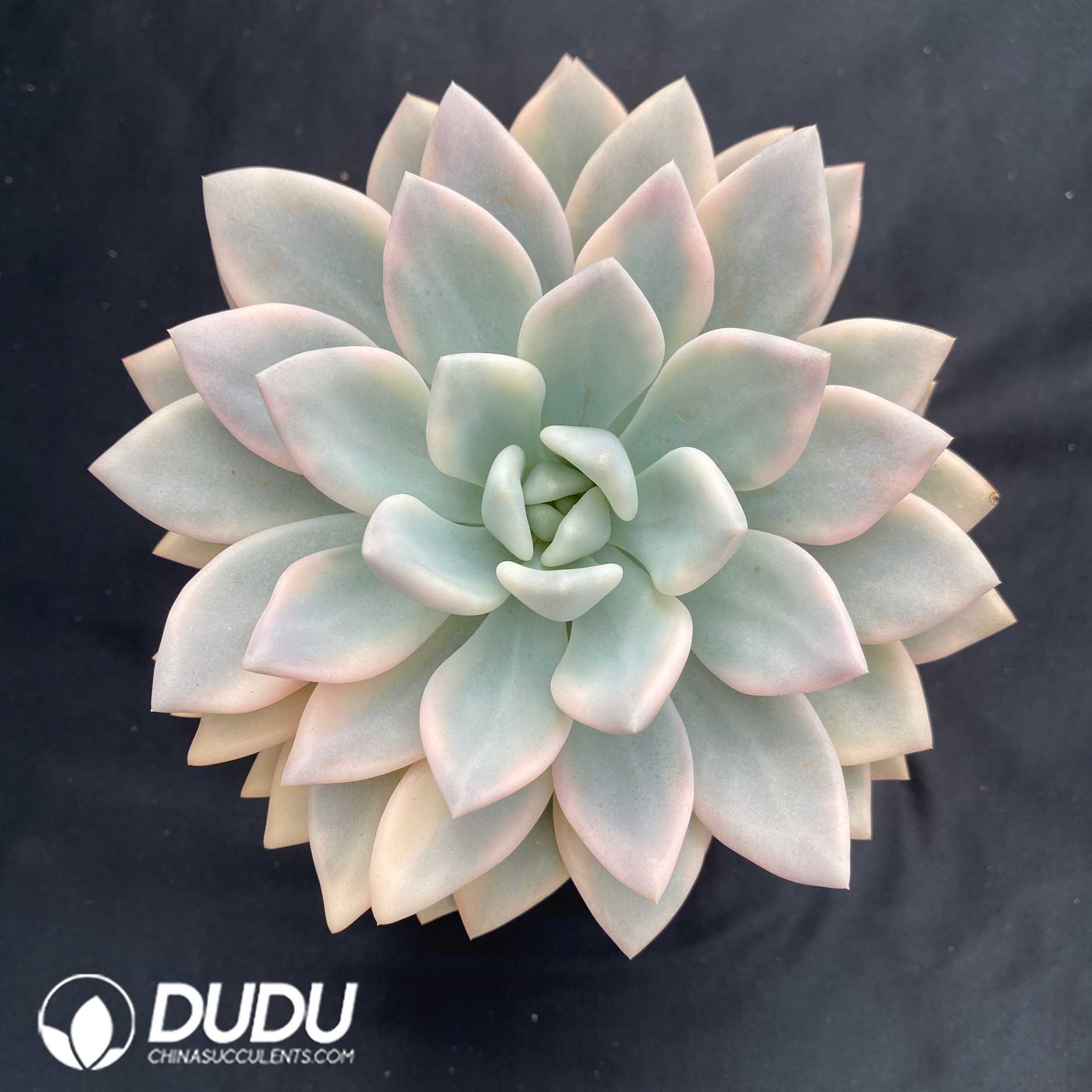 09380D120.jpg Graptoveria Opalina - 画像 (1)