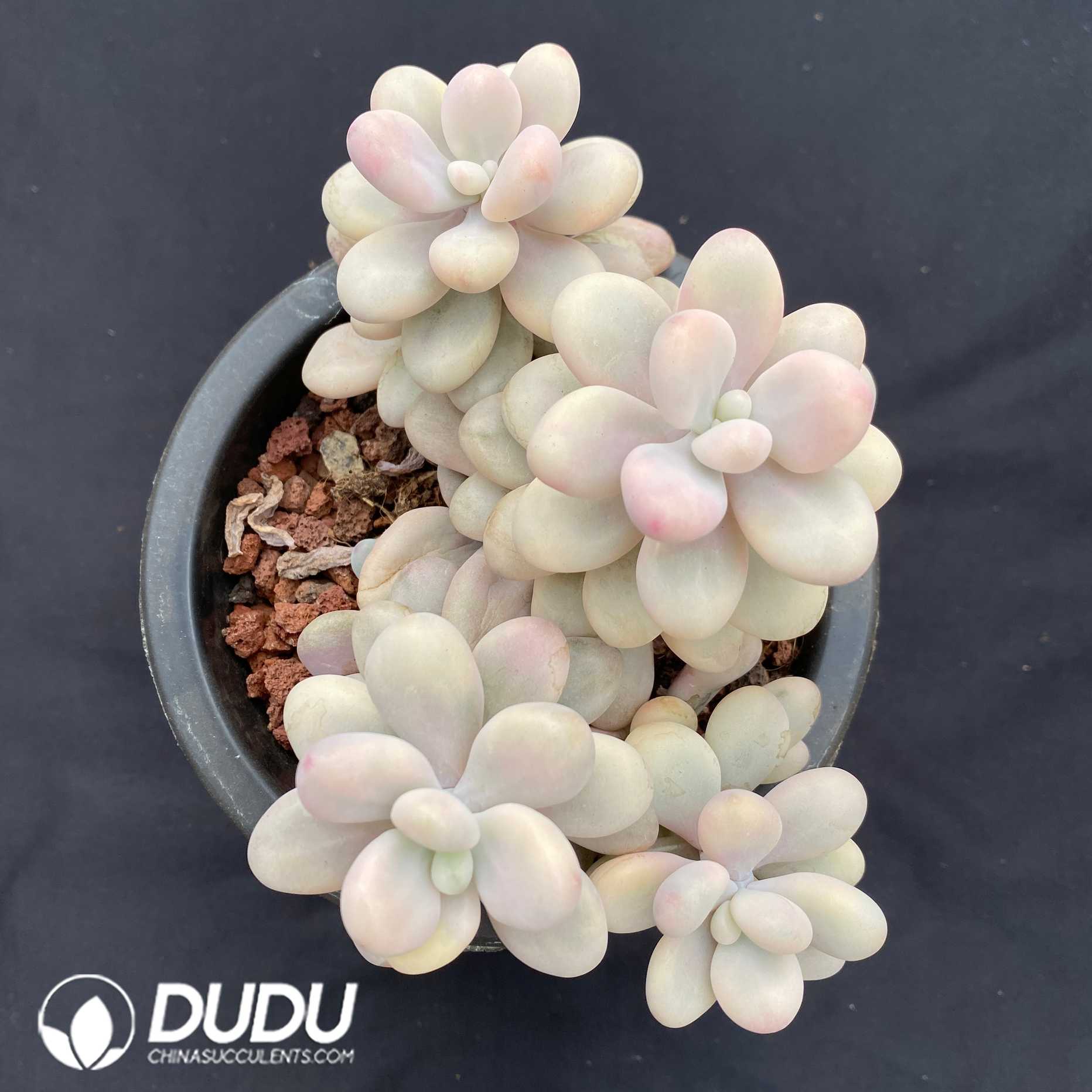 09386D150.jpg Pachyphytum Ovum Variegated Clustering - 画像 (1)