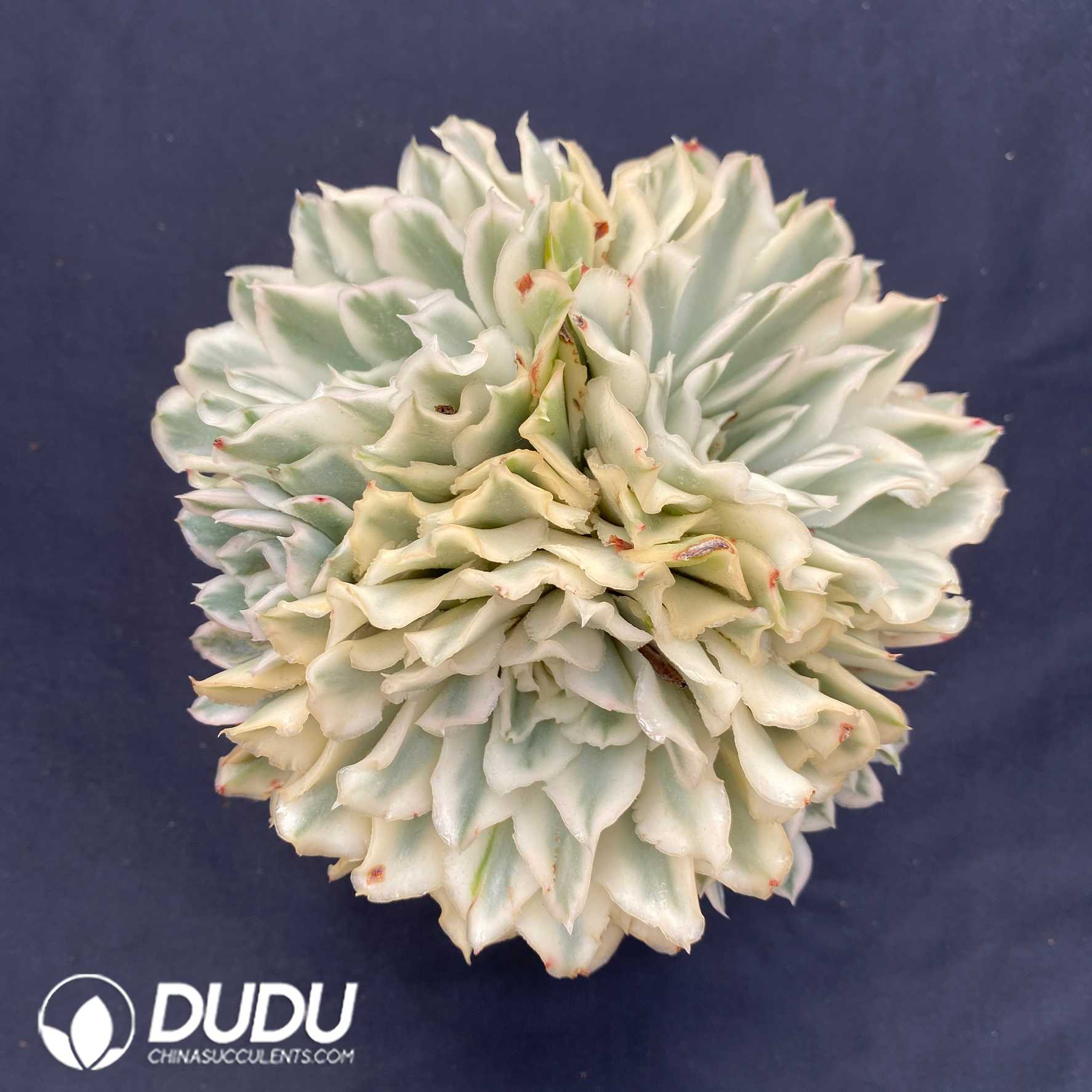 09387D120.jpg Echeveria Purple Butterfly Variegated Clustering - 画像 (1)
