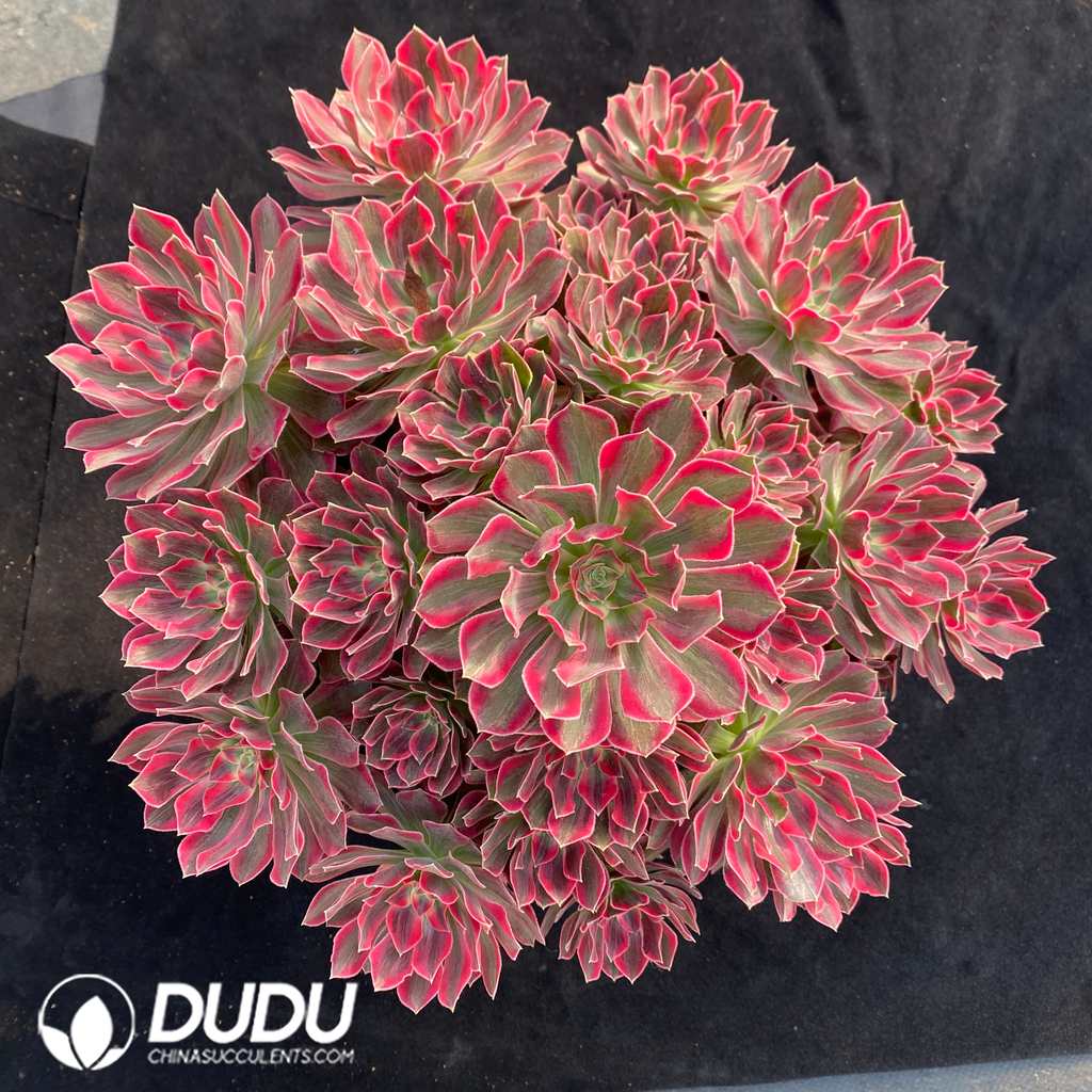 09393D320.jpg Aeonium Aeonium Washing Silk Old Stem Variegated Clustering - 画像 (1)