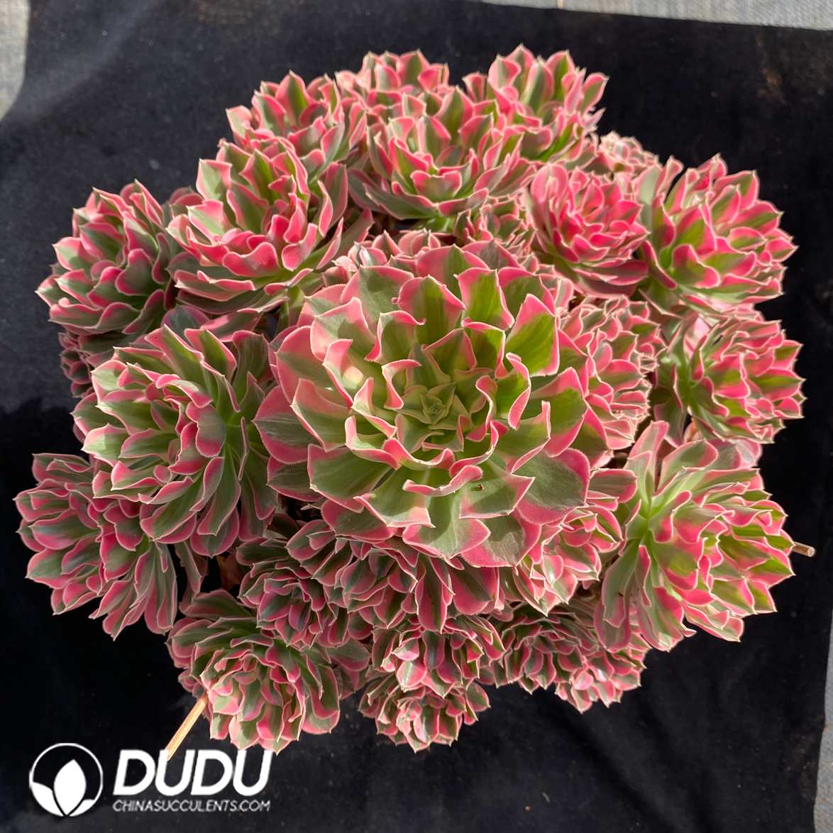 09399D370.jpg Aeonium Pink Beauty Variegated Clustering - 画像 (1)