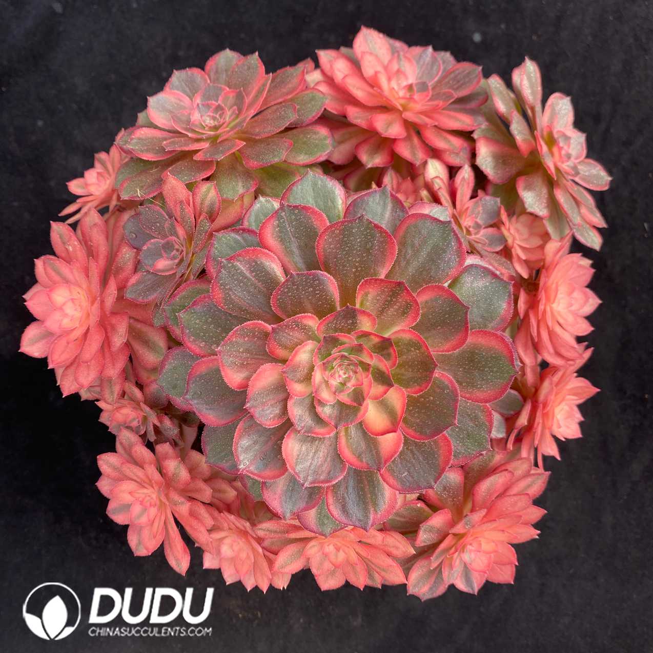09400D230.jpg Aeonium Black Devil Variegated Clustering - 画像 (1)