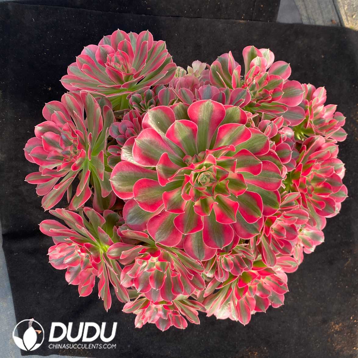 09402D280.jpg Aeonium Pink Girl Old Stem Variegated Clustering - 画像 (1)