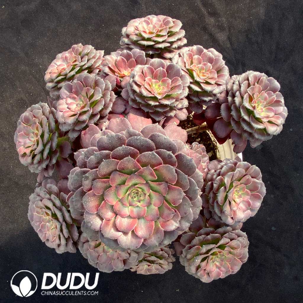 09403D320.jpg Aeonium Beauty Old Stem Variegated Clustering - 画像 (1)