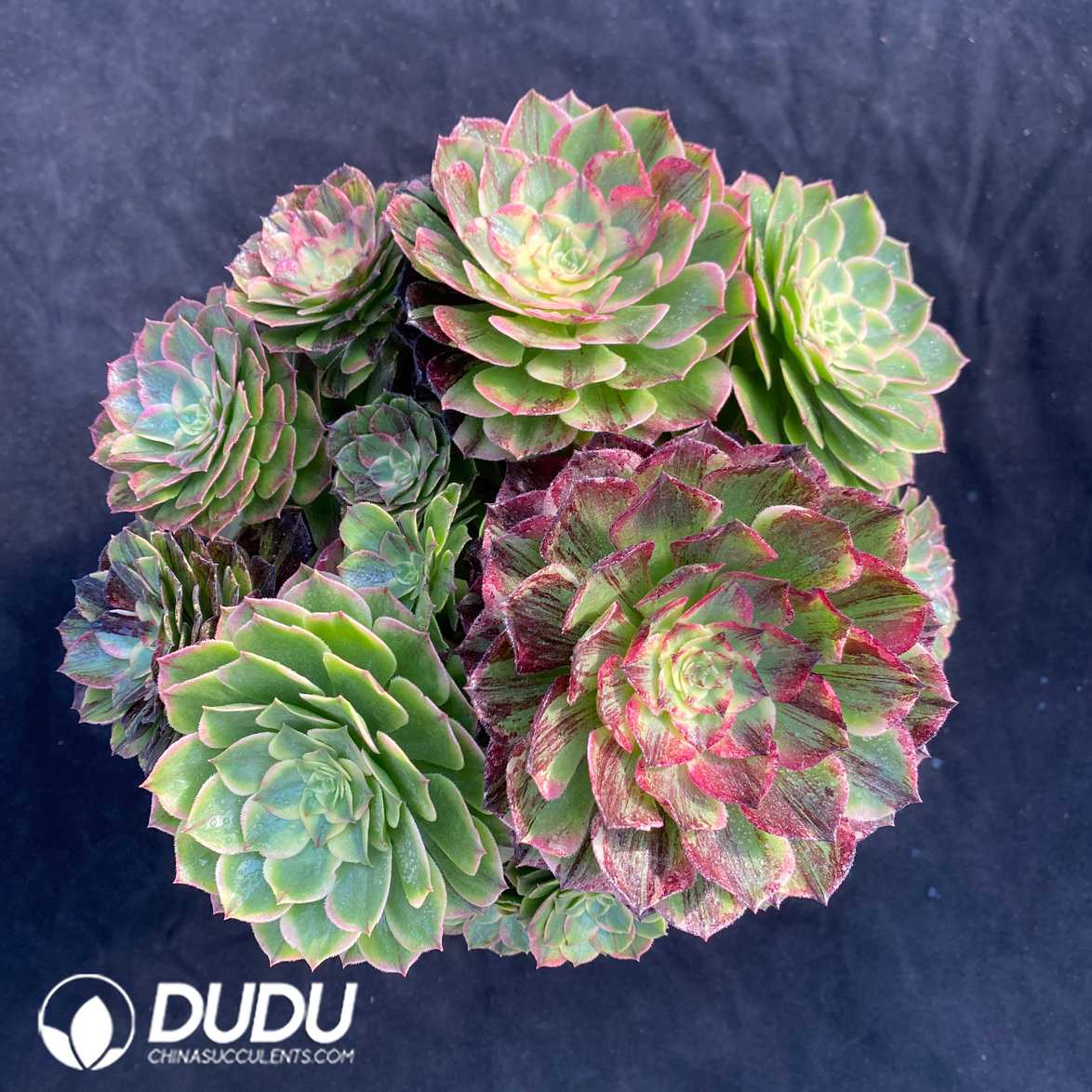 09406D280.jpg Aeonium Count's Hero Variegated Clustering - 画像 (1)