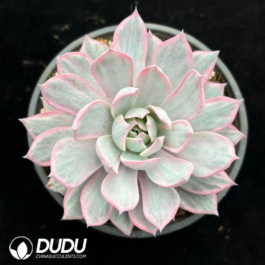 09886D120.jpg Echeveria Laulensis Variegated - 画像 (1)