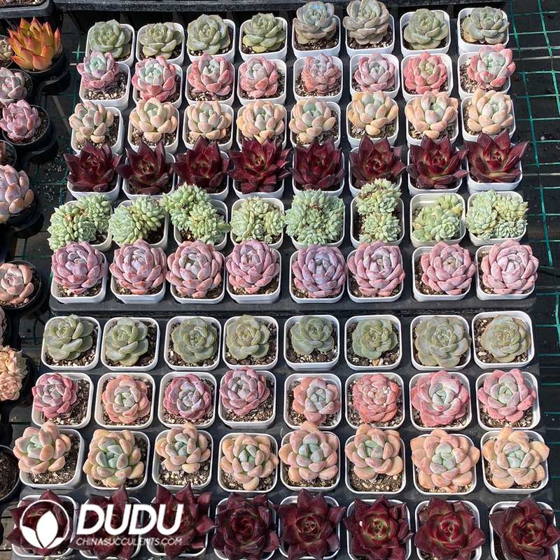 10102D55.jpg Echeveria Rainbow Set Random 96pcs - 画像 (1)